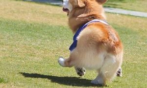 5米之内狗为什么最快(为什么叫狗米)-警犬训练器材厂家 _警犬训练用品_工作犬训练用品-南京开久警犬装备