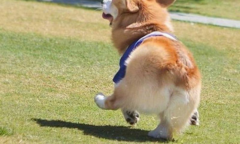 5米之内狗为什么最快(为什么叫狗米) - 警犬训练器材厂家 _警犬训练用品_工作犬训练用品-南京开久警犬装备-警犬训练器材厂家 _警犬训练用品_工作犬训练用品-南京开久警犬装备