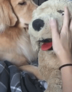 摸狗狗时突然停止(狗狗突然摸哪都疼的叫)-警犬训练器材厂家 _警犬训练用品_工作犬训练用品-南京开久警犬装备