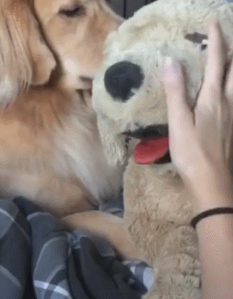 摸狗狗时突然停止(狗狗突然摸哪都疼的叫) - 警犬训练器材厂家 _警犬训练用品_工作犬训练用品-南京开久警犬装备-警犬训练器材厂家 _警犬训练用品_工作犬训练用品-南京开久警犬装备