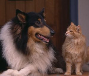 巴赛特犬小狗-警犬训练器材厂家 _警犬训练用品_工作犬训练用品-南京开久警犬装备