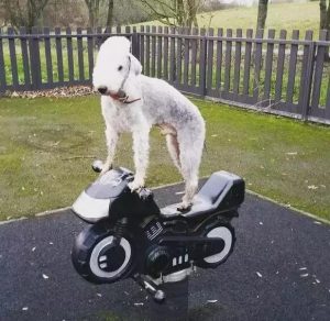 贝灵顿梗是什么狗(贝灵顿是什么型犬)-警犬训练器材厂家 _警犬训练用品_工作犬训练用品-南京开久警犬装备