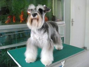 雪纳瑞犬介绍(小型雪纳瑞犬)-警犬训练器材厂家 _警犬训练用品_工作犬训练用品-南京开久警犬装备