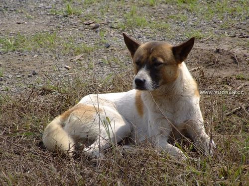 中国猎犬论坛(中国猎犬论坛湘中猎手) - 警犬训练器材厂家 _警犬训练用品_工作犬训练用品-南京开久警犬装备-警犬训练器材厂家 _警犬训练用品_工作犬训练用品-南京开久警犬装备