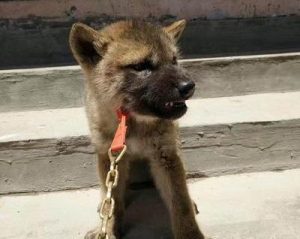 长得像狼的土狗(长得像狼的土狗品种)-警犬训练器材厂家 _警犬训练用品_工作犬训练用品-南京开久警犬装备