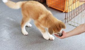 怎样让狗狗进入(怎样让狗狗笑)-警犬训练器材厂家 _警犬训练用品_工作犬训练用品-南京开久警犬装备