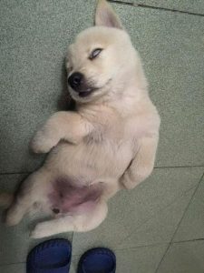 小狗睡觉翻白眼(小狗睡觉翻白眼正常吗)-警犬训练器材厂家 _警犬训练用品_工作犬训练用品-南京开久警犬装备