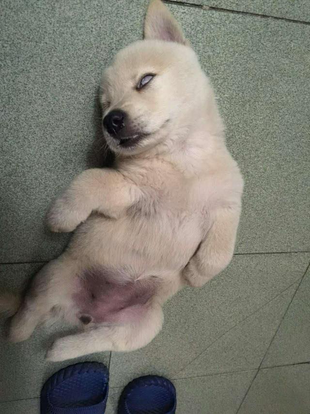 小狗睡觉翻白眼(小狗睡觉翻白眼正常吗) - 警犬训练器材厂家 _警犬训练用品_工作犬训练用品-南京开久警犬装备-警犬训练器材厂家 _警犬训练用品_工作犬训练用品-南京开久警犬装备