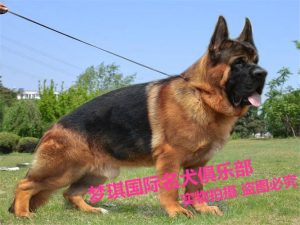 德国牧羊犬幼犬价格(德国牧羊犬幼犬价格多少钱一只)-警犬训练器材厂家 _警犬训练用品_工作犬训练用品-南京开久警犬装备