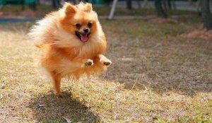 博美犬的寿命多长(博美犬的寿命多长,博美犬能活多少年)-警犬训练器材厂家 _警犬训练用品_工作犬训练用品-南京开久警犬装备