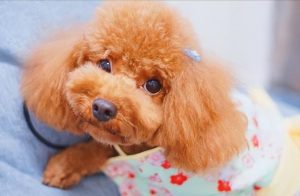 纯种泰迪犬怎么养(纯种泰迪犬叫声)-警犬训练器材厂家 _警犬训练用品_工作犬训练用品-南京开久警犬装备