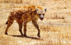 鬣狗和狮子谁厉害(非洲鬣狗和狮子谁厉害)-警犬训练器材厂家 _警犬训练用品_工作犬训练用品-南京开久警犬装备