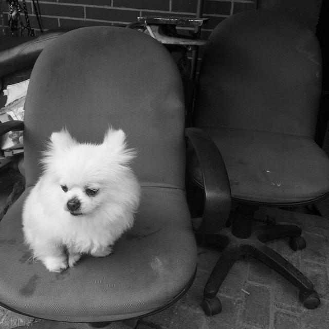 京巴幼犬一个月的照片(博美和京巴串生的幼犬照片) - 警犬训练器材厂家 _警犬训练用品_工作犬训练用品-南京开久警犬装备-警犬训练器材厂家 _警犬训练用品_工作犬训练用品-南京开久警犬装备