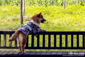 顾村公园可以带狗吗？上海顾村公园可以带狗吗-警犬训练器材厂家 _警犬训练用品_工作犬训练用品-南京开久警犬装备