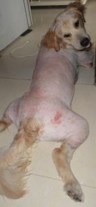 狗皮肤病怎么治疗(狗皮肤病有什么土 *** 可以治疗)-警犬训练器材厂家 _警犬训练用品_工作犬训练用品-南京开久警犬装备