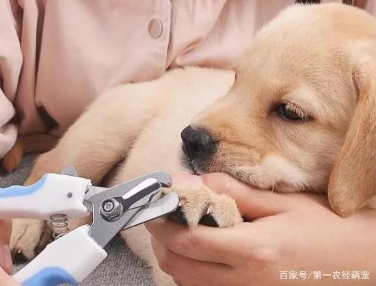狗狗指甲太长了怎么办指甲太长对狗狗的危害 - 警犬训练器材厂家 _警犬训练用品_工作犬训练用品-南京开久警犬装备-警犬训练器材厂家 _警犬训练用品_工作犬训练用品-南京开久警犬装备