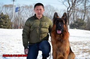 西安新世界犬舍战斧(西安新世界犬舍战斧犬)-警犬训练器材厂家 _警犬训练用品_工作犬训练用品-南京开久警犬装备