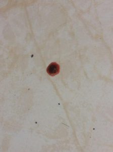 狗狗大便有血怎么回事(狗狗屎里带着血咋回事)-警犬训练器材厂家 _警犬训练用品_工作犬训练用品-南京开久警犬装备