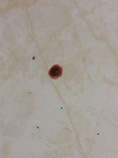 狗狗大便有血怎么回事(狗狗屎里带着血咋回事) - 警犬训练器材厂家 _警犬训练用品_工作犬训练用品-南京开久警犬装备-警犬训练器材厂家 _警犬训练用品_工作犬训练用品-南京开久警犬装备