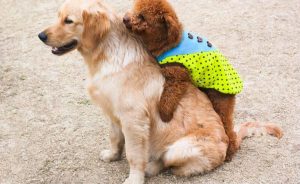 怎么照顾狗狗(狗狗刚出生怎么照顾)-警犬训练器材厂家 _警犬训练用品_工作犬训练用品-南京开久警犬装备