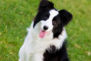 边牧犬多少钱(一条边牧犬多少钱)-警犬训练器材厂家 _警犬训练用品_工作犬训练用品-南京开久警犬装备