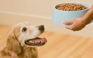 狗狗食欲废绝怎么办？狗狗最近没有食欲怎么办-警犬训练器材厂家 _警犬训练用品_工作犬训练用品-南京开久警犬装备