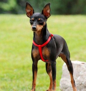 小鹿犬属于猎犬吗(小鹿犬属于什么犬种)-警犬训练器材厂家 _警犬训练用品_工作犬训练用品-南京开久警犬装备