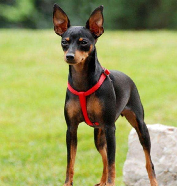 小鹿犬属于猎犬吗(小鹿犬属于什么犬种) - 警犬训练器材厂家 _警犬训练用品_工作犬训练用品-南京开久警犬装备-警犬训练器材厂家 _警犬训练用品_工作犬训练用品-南京开久警犬装备