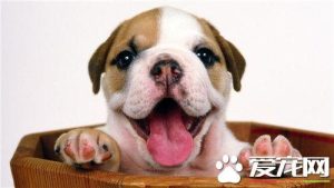 比格犬打猎怎么样比格犬易于训练和抓捕-警犬训练器材厂家 _警犬训练用品_工作犬训练用品-南京开久警犬装备