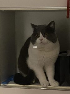 网红英短蓝狗-警犬训练器材厂家 _警犬训练用品_工作犬训练用品-南京开久警犬装备