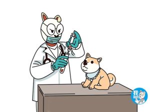 狗狗与人类DNA(狗狗与人类的感情)-警犬训练器材厂家 _警犬训练用品_工作犬训练用品-南京开久警犬装备