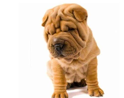 中国沙皮犬的优缺点(骨嘴沙皮犬的优缺点) - 警犬训练器材厂家 _警犬训练用品_工作犬训练用品-南京开久警犬装备-警犬训练器材厂家 _警犬训练用品_工作犬训练用品-南京开久警犬装备