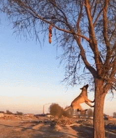 比利时马犬弹跳力惊人-警犬训练器材厂家 _警犬训练用品_工作犬训练用品-南京开久警犬装备