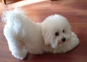 养不大的狗 养不大的狗有哪几种-警犬训练器材厂家 _警犬训练用品_工作犬训练用品-南京开久警犬装备