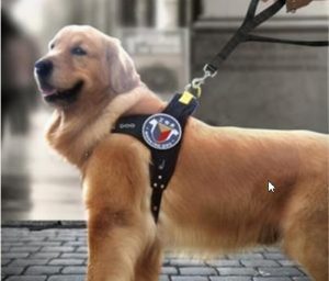 怎么给狗办工作犬证？狗的工作犬证有什么用-警犬训练器材厂家 _警犬训练用品_工作犬训练用品-南京开久警犬装备