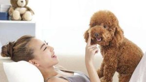 什么狗最可爱最萌(什么狗小时候最萌可爱)-警犬训练器材厂家 _警犬训练用品_工作犬训练用品-南京开久警犬装备