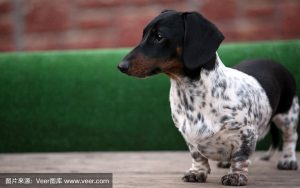 abarala花斑狗是什么(狗鼻子花斑是什么)-警犬训练器材厂家 _警犬训练用品_工作犬训练用品-南京开久警犬装备