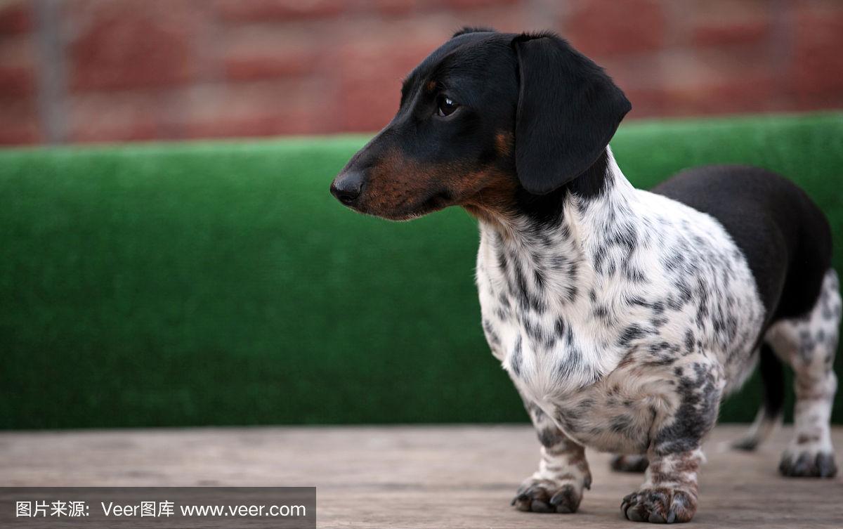 abarala花斑狗是什么(狗鼻子花斑是什么) - 警犬训练器材厂家 _警犬训练用品_工作犬训练用品-南京开久警犬装备-警犬训练器材厂家 _警犬训练用品_工作犬训练用品-南京开久警犬装备