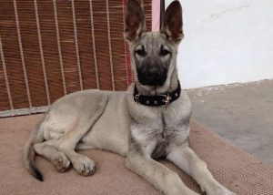 宝路怡威幼犬粮(宝路幼犬粮40克多少粒)-警犬训练器材厂家 _警犬训练用品_工作犬训练用品-南京开久警犬装备