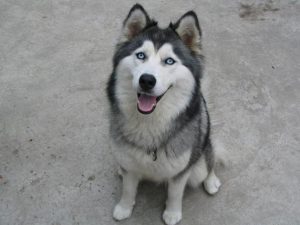 哈士奇狗智商排名_哈士奇智商排名多少名-警犬训练器材厂家 _警犬训练用品_工作犬训练用品-南京开久警犬装备