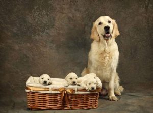 智商排名最高的狗萌宠(狗排名第几智商最高)-警犬训练器材厂家 _警犬训练用品_工作犬训练用品-南京开久警犬装备