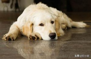 狗狗狠疼的表现_狗狗手术后疼的表现-警犬训练器材厂家 _警犬训练用品_工作犬训练用品-南京开久警犬装备