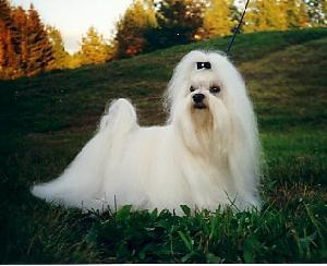 马耳他犬(马耳他犬价格)-警犬训练器材厂家 _警犬训练用品_工作犬训练用品-南京开久警犬装备