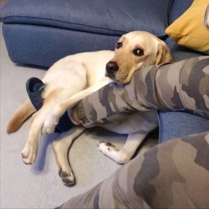 狗狗喜欢人亲它吗(狗狗知道亲它是喜欢它吗)-警犬训练器材厂家 _警犬训练用品_工作犬训练用品-南京开久警犬装备