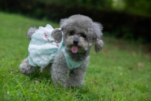 贵宾犬迷你多少价格，迷你灰贵宾犬价格-警犬训练器材厂家 _警犬训练用品_工作犬训练用品-南京开久警犬装备