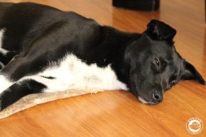 黑狗白给一起养-警犬训练器材厂家 _警犬训练用品_工作犬训练用品-南京开久警犬装备