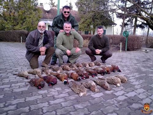 灵缇犬抓野鸡兔子(灵缇犬怎么训练抓野鸡) - 警犬训练器材厂家 _警犬训练用品_工作犬训练用品-南京开久警犬装备-警犬训练器材厂家 _警犬训练用品_工作犬训练用品-南京开久警犬装备