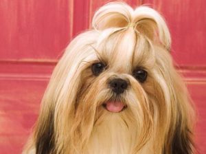 西施犬寿命(西施犬寿命到了有啥症状)-警犬训练器材厂家 _警犬训练用品_工作犬训练用品-南京开久警犬装备