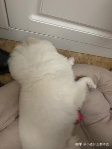 狗后脑勺突出一块骨头(感觉左后脑勺突出一块)-警犬训练器材厂家 _警犬训练用品_工作犬训练用品-南京开久警犬装备