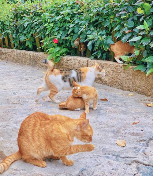 厦门鼓浪屿能带狗狗吗(厦门到苏州的大巴车能带狗狗吗) - 警犬训练器材厂家 _警犬训练用品_工作犬训练用品-南京开久警犬装备-警犬训练器材厂家 _警犬训练用品_工作犬训练用品-南京开久警犬装备